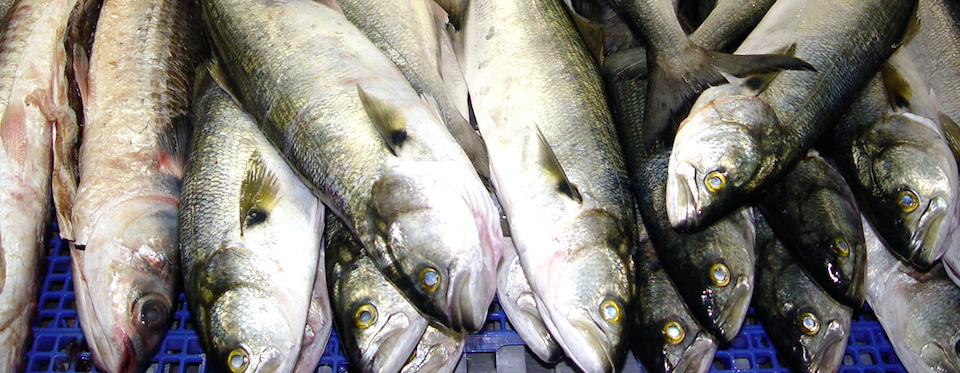 Star Fish - Productos - Pesquerías