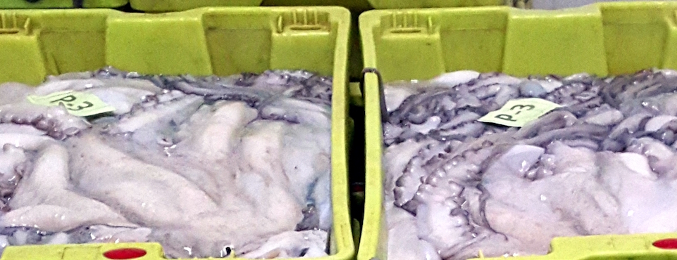 Star fish - Producción - Procesos Productivos