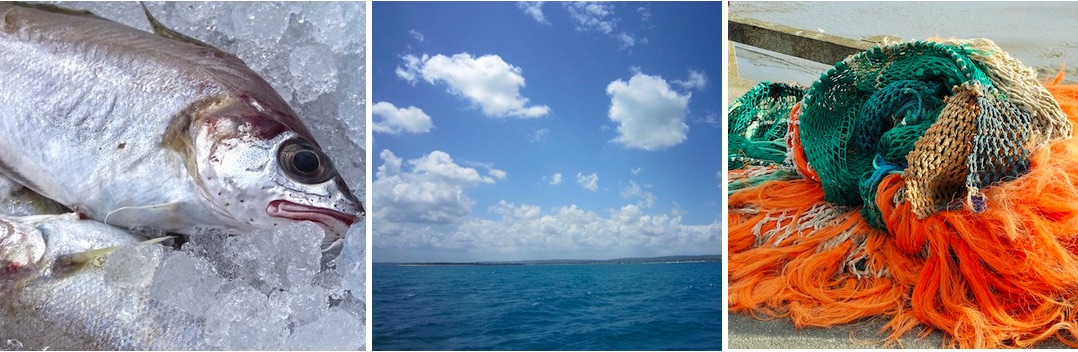 Star fish - Enlaces de interés Star fish - Enlaces de interés