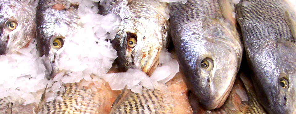 Star fish - Producción - Procesos Productivos