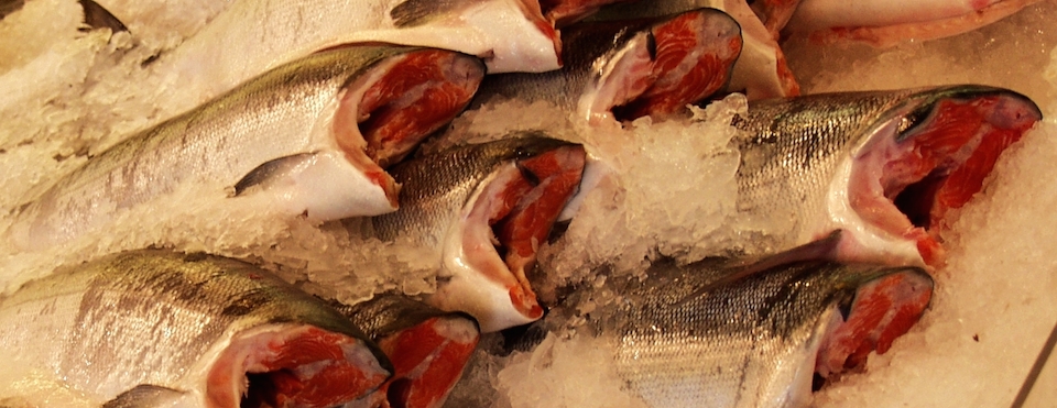 Star fish - Producción - Procesos Productivos