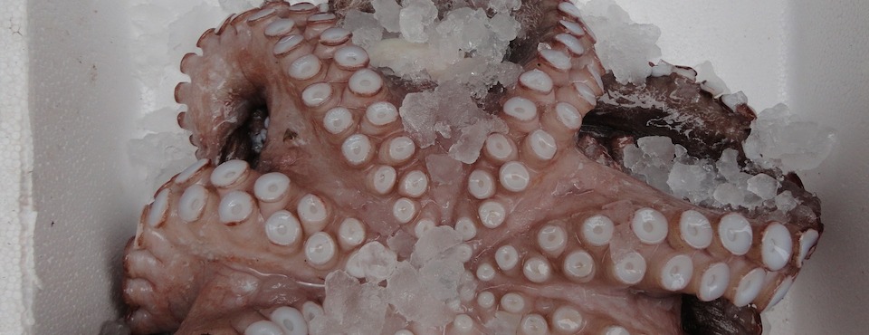 Star fish - Quienes somos - Historia