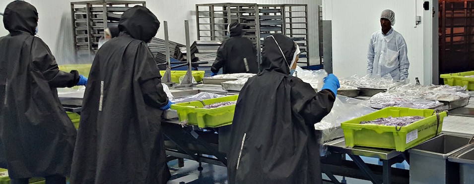 Star fish - Quienes somos - Equipo Humano Star fish - Quienes somos - Equipo Humano