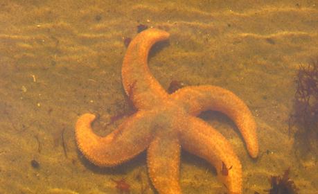 STAR FISH suministra productos del mar desde 2006