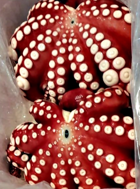 Nuestros pulpos satisfacen a los consumidores más exigentes